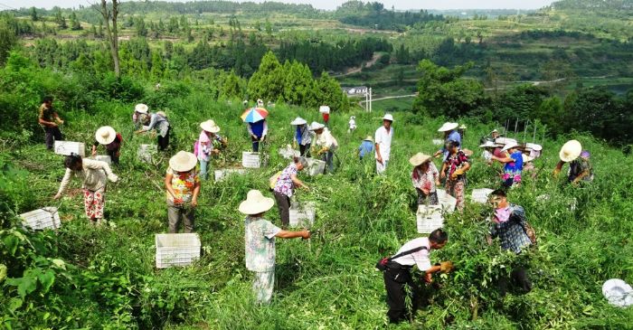 　　 近日，120多名当地村民正在潼南区云丰农业开发有限公司花椒基地采摘花椒，这些在家门口务工的村民，每天可收入80—150元。据介绍，该公司投巨资在双江镇白云村建设万亩花椒基地，通过发展产业带动当地农民脱贫增收。目前，该公司已栽种九叶青花椒5000亩，其中1800亩已经进入盛产期，预计今年可生产干花椒12万斤，实现产值300万元。特约记者李代良摄
