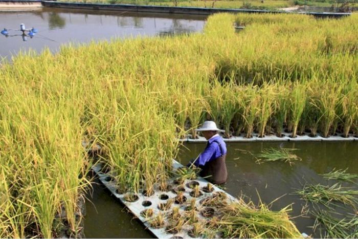 “池塘鱼稻共生”收获测产现场。
