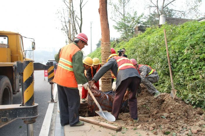 工作人员在城区补植栽种树木。
