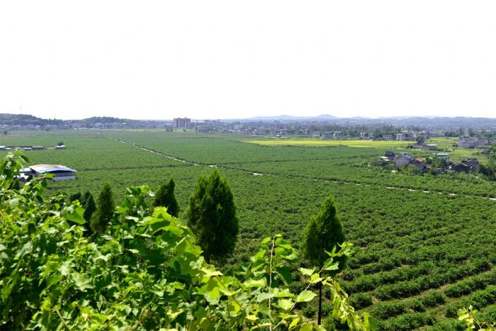 万亩柠檬种植基地。
