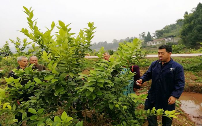 技术人员給种植户传授柠檬种植技术。
