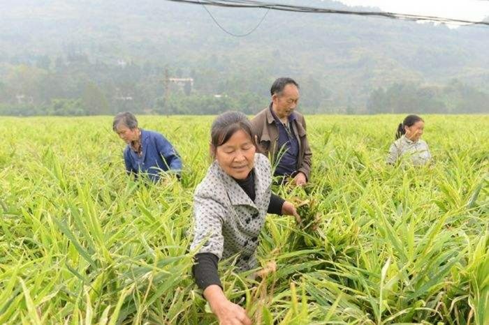 基地工人为生姜除草。
