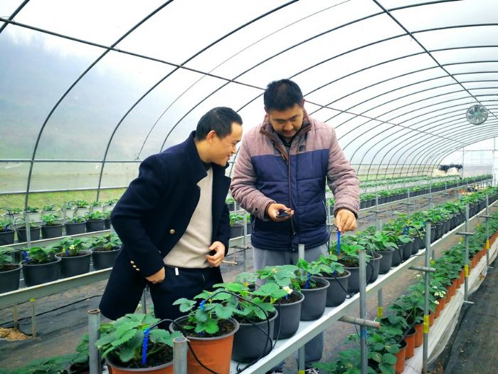 唐黎（右）示范通过手机操作给草莓苗浇水。
