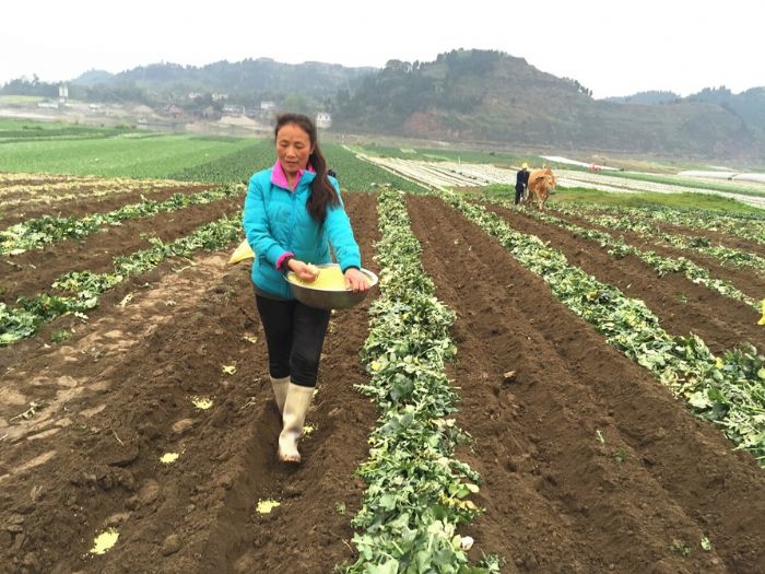 留守妇女在基地里干活。
