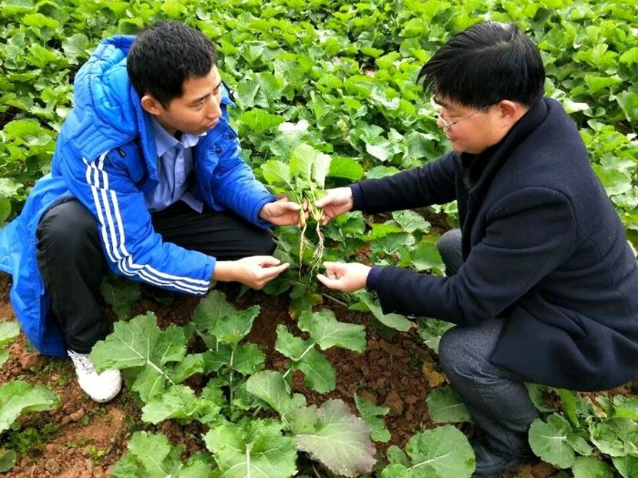 农技人员查看油菜情况。
