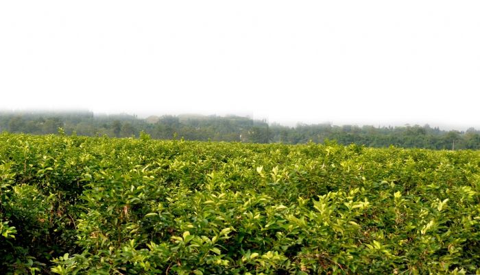 柠檬种植基地。
