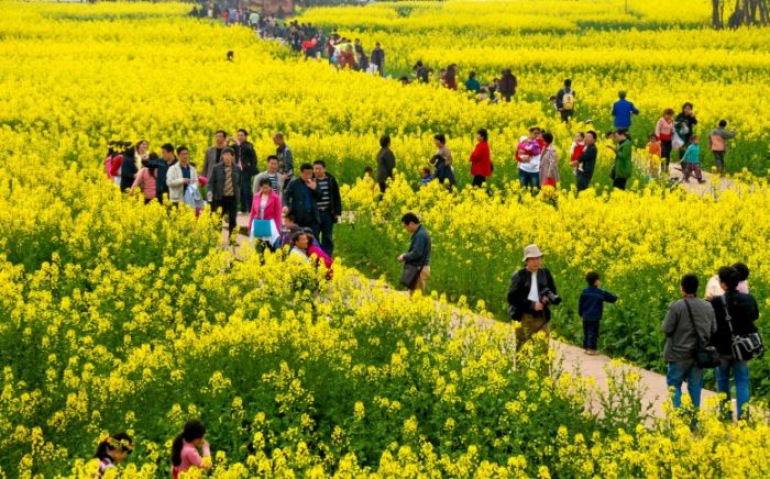 油菜花开引客来。
