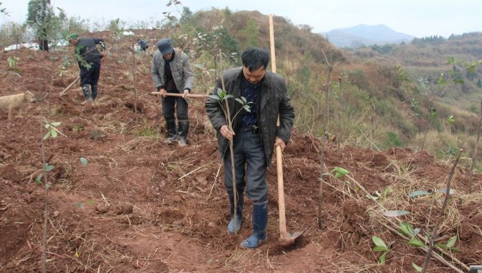 郑隆明（前）发动村民植树。
