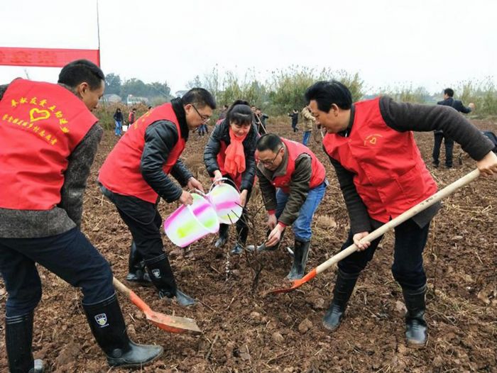 崇龛镇植树现场。
