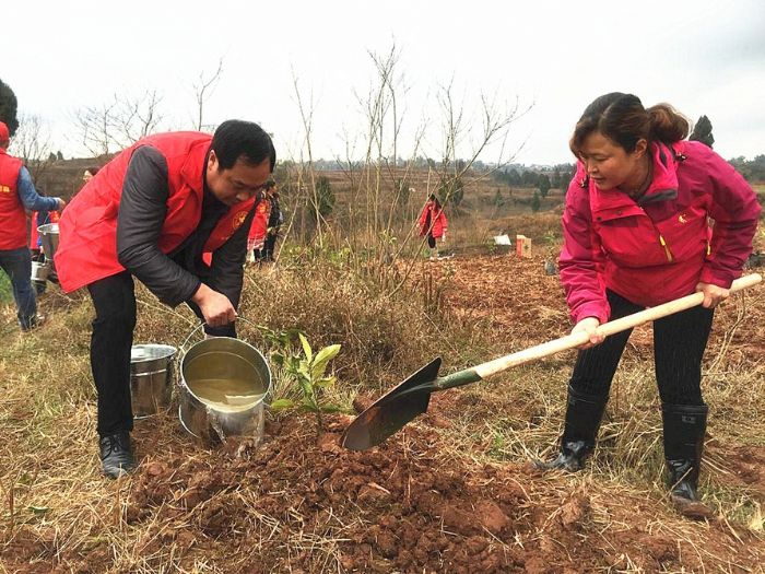 梓潼街道植树现场。
