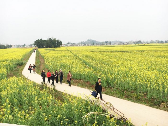 游客游览菜花景区。
