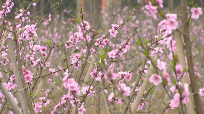 桃花吐露芬芳，一片姹紫嫣红。
