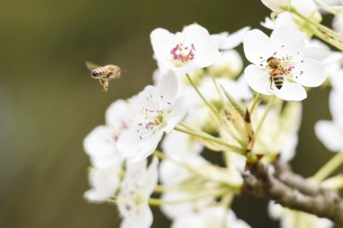 洁白的梨花引来蜜蜂。
