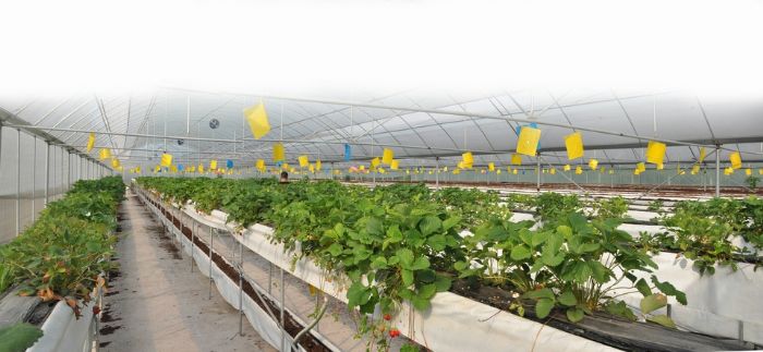 梓潼街道新生村草莓工厂化栽培示范农场。
