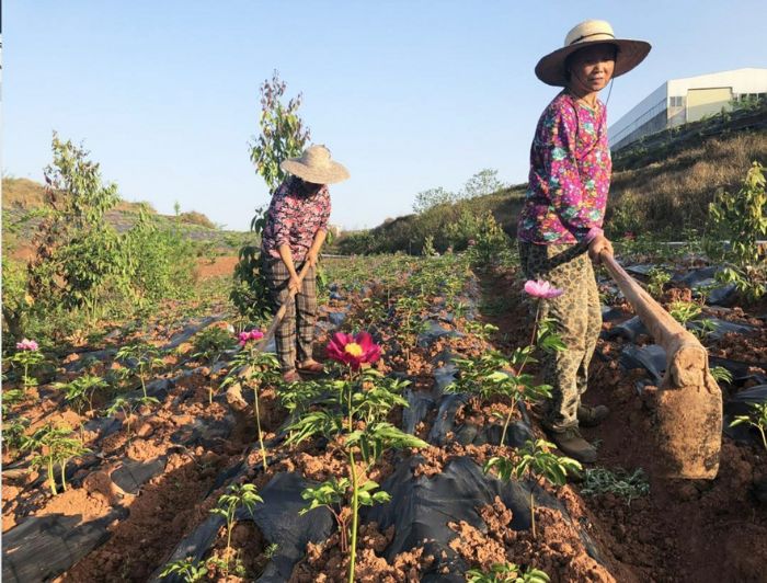 基地务工村民正在田间除草。
