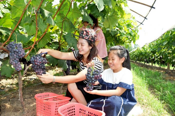 游客在梅家村葡萄基地采摘葡萄。
