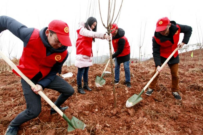 志愿者义务植树现场。 全媒体记者李静摄
