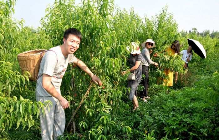 游客采摘贵妃桃。
