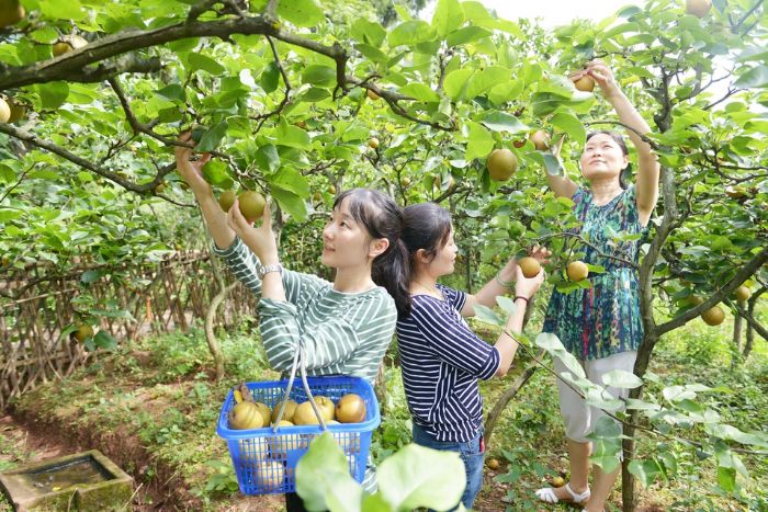 游客采梨。
