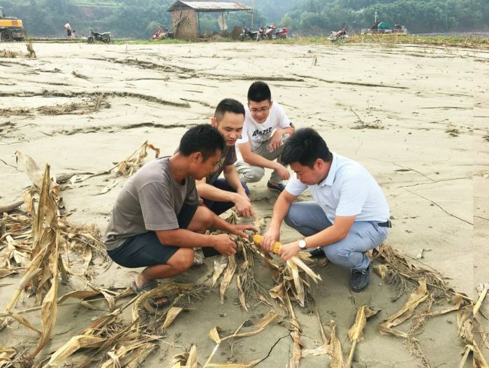 中华保险理赔人员和农委工作人员在地里查勘定损。
