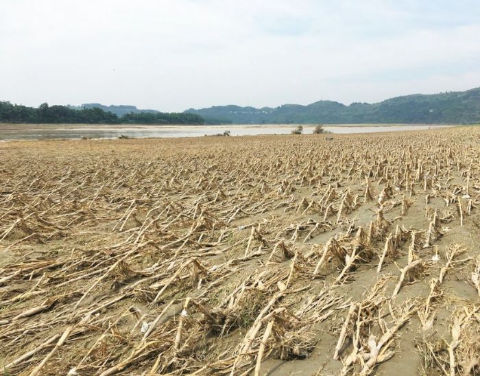 玉溪镇曹家村受灾的玉米地。
