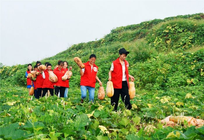 选手们采摘南瓜。
