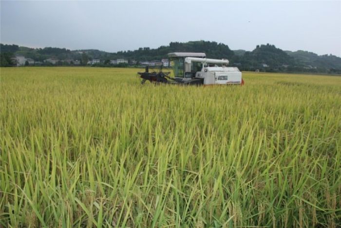 梓潼街道新生村机收现场。
