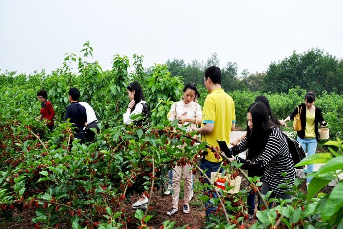 桑葚采摘人气旺。
