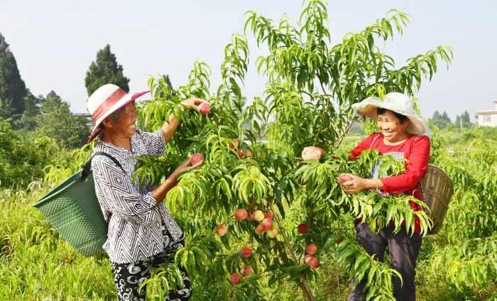 太安贫困户在贵妃桃基地打工。
