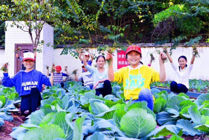 孩子们在白菜地里快乐劳动。
