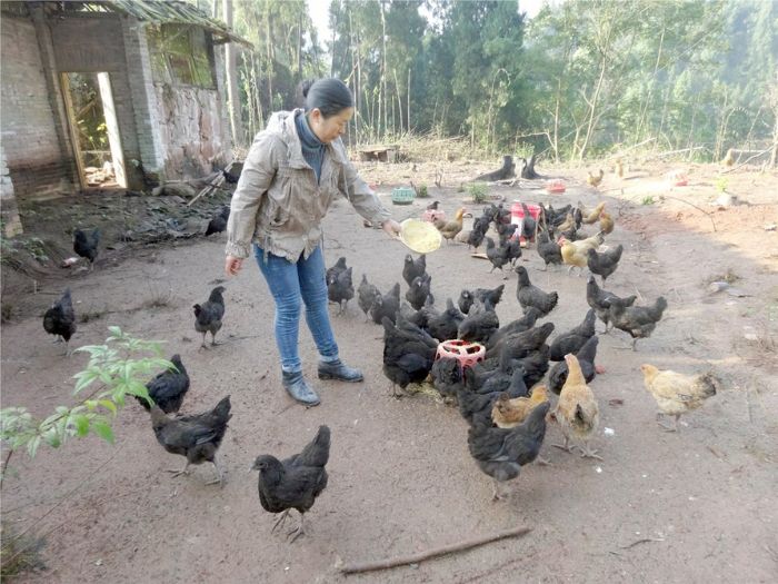 陈家秀养了二百二十只﹃﹃小脚鸡﹄。
