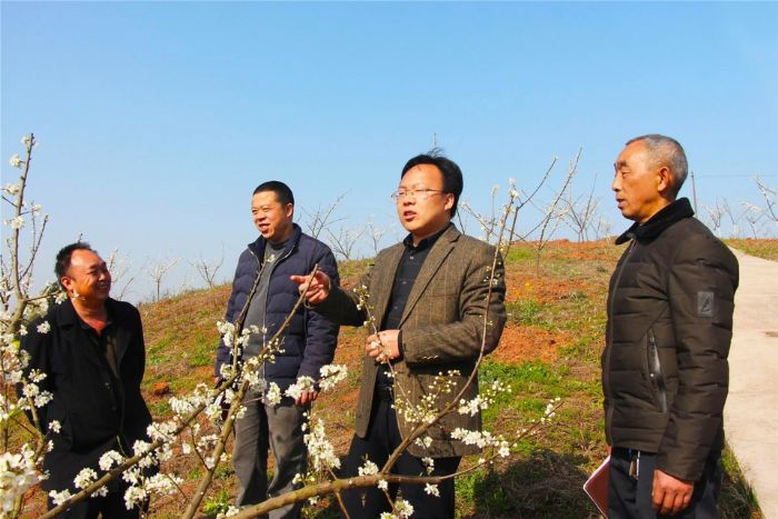 彭长富（左一）与镇村干部交流明年如何扩大种植规模。
