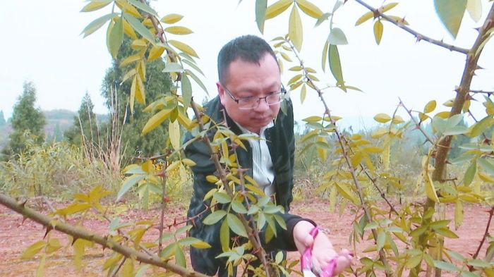 陈江在修剪花椒树枝叶。
