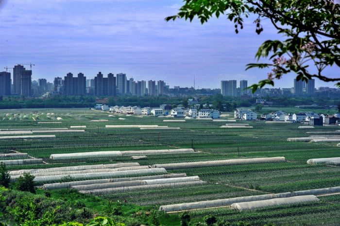 桂林蔬菜基地。
