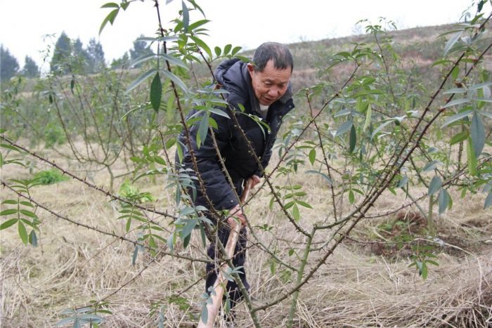 村民在花椒基地除草。
