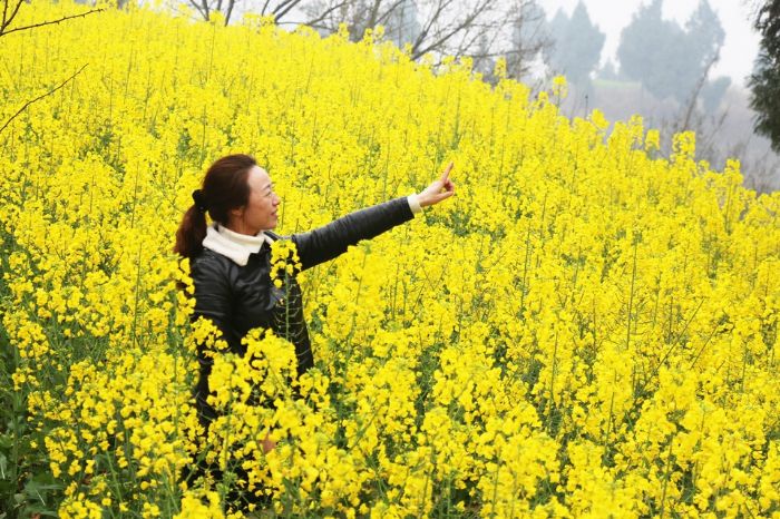 游客在陈玉兰家盛开的油菜花地里游玩。
