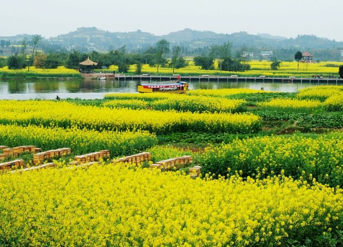 油菜花。
