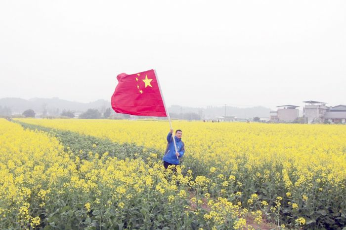 五星红旗在油菜花地里飘扬。
