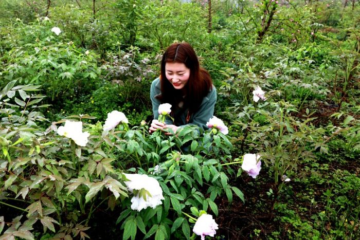 游客赏牡丹花。
