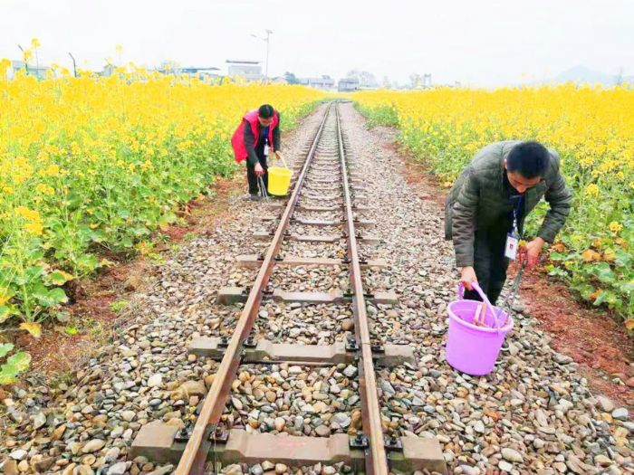 崇龛镇组织志愿者在风景区小火车轨道捡拾垃圾。
