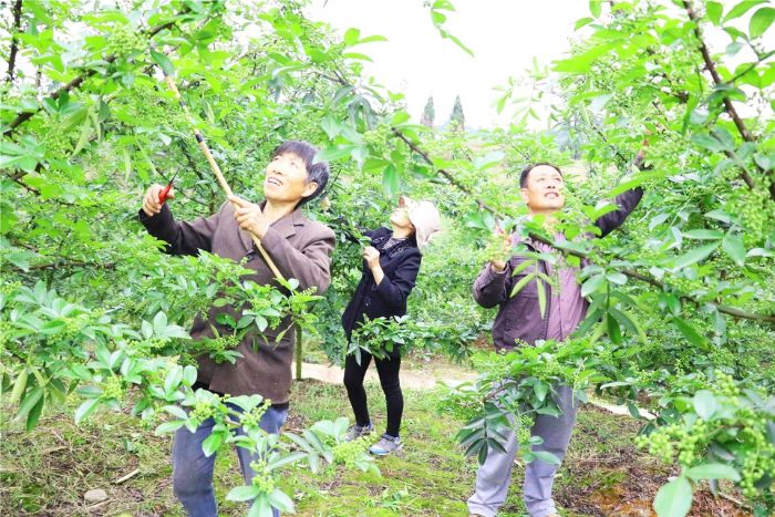 贫困户在花椒地里务工。
