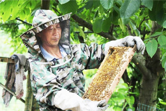 薛吉友养殖的蜜蜂。
