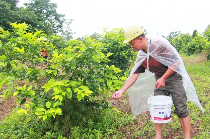 党支部干部组织贫困户在柠檬园施肥。
