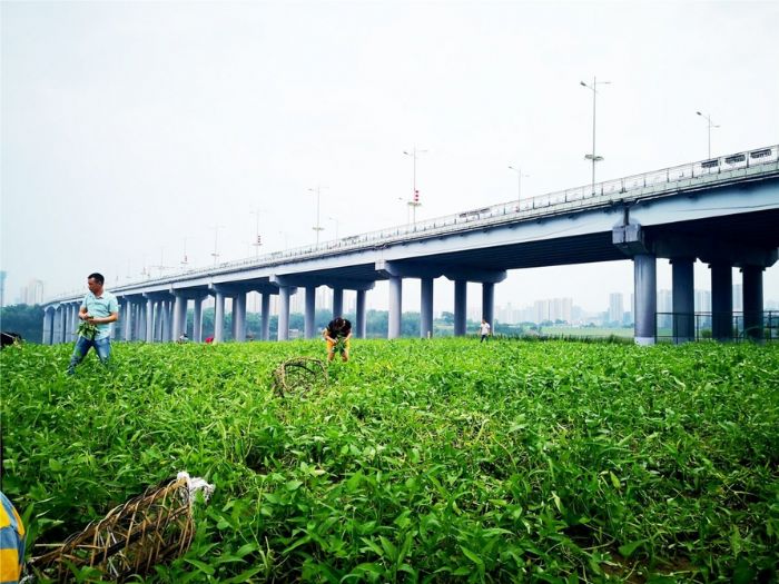 公园内菜地上，一些市民正在采摘蔬菜。
