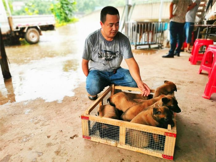 范绍宝正在驯养基地里训练马里努阿犬。
