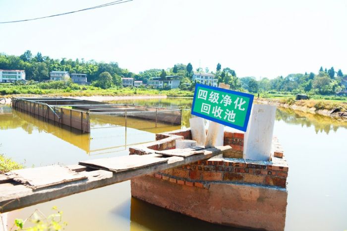名优鱼类养殖场的底排污净化池。
