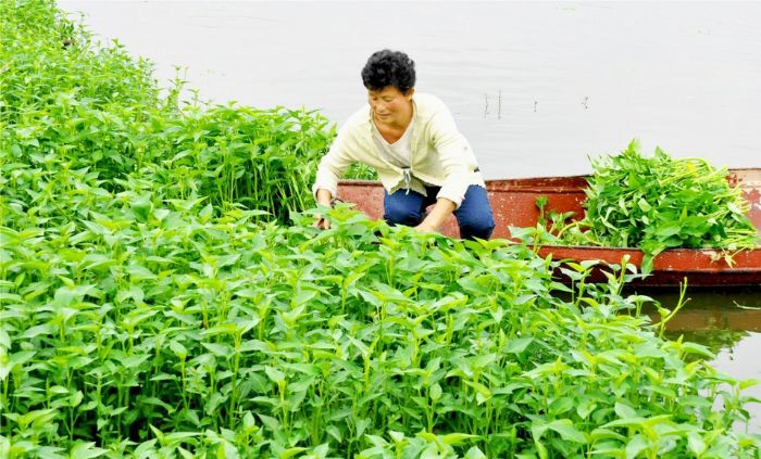 小渡镇种植大户收割水上蔬菜
