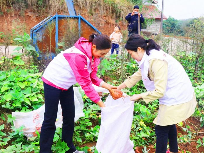 区妇联组织全体机关党员帮村民挖红薯
