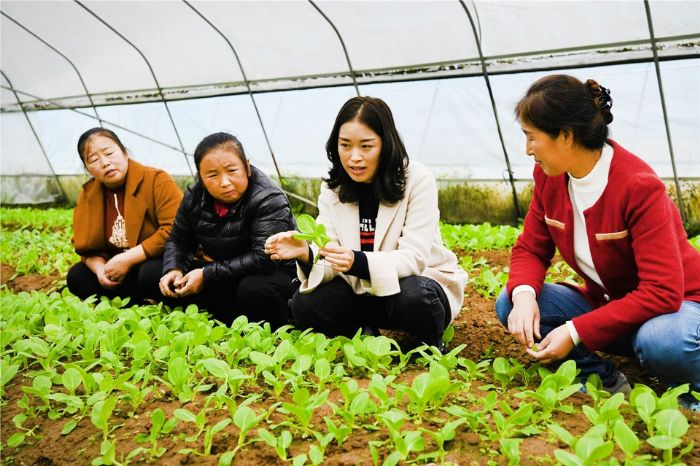 农技指导员现场为菜农传授蔬菜种植技术

