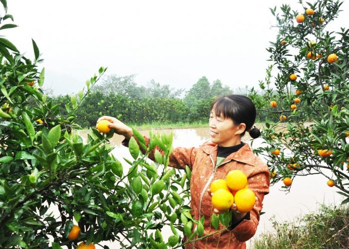柑橘喜获丰收，村民采摘忙
